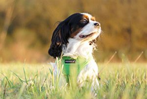puppia-1