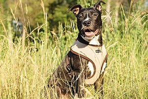 puppia-2