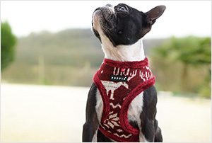 puppia-3