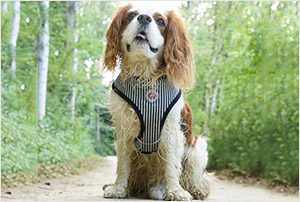 puppia-4