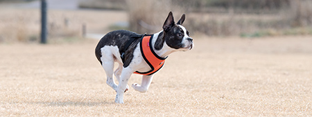 puppia-5