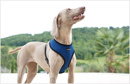 puppia-6